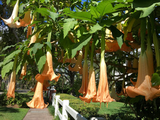 5 Tips To Get Your Dream Garden Started