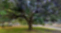 Tree Legacy_edited.jpg