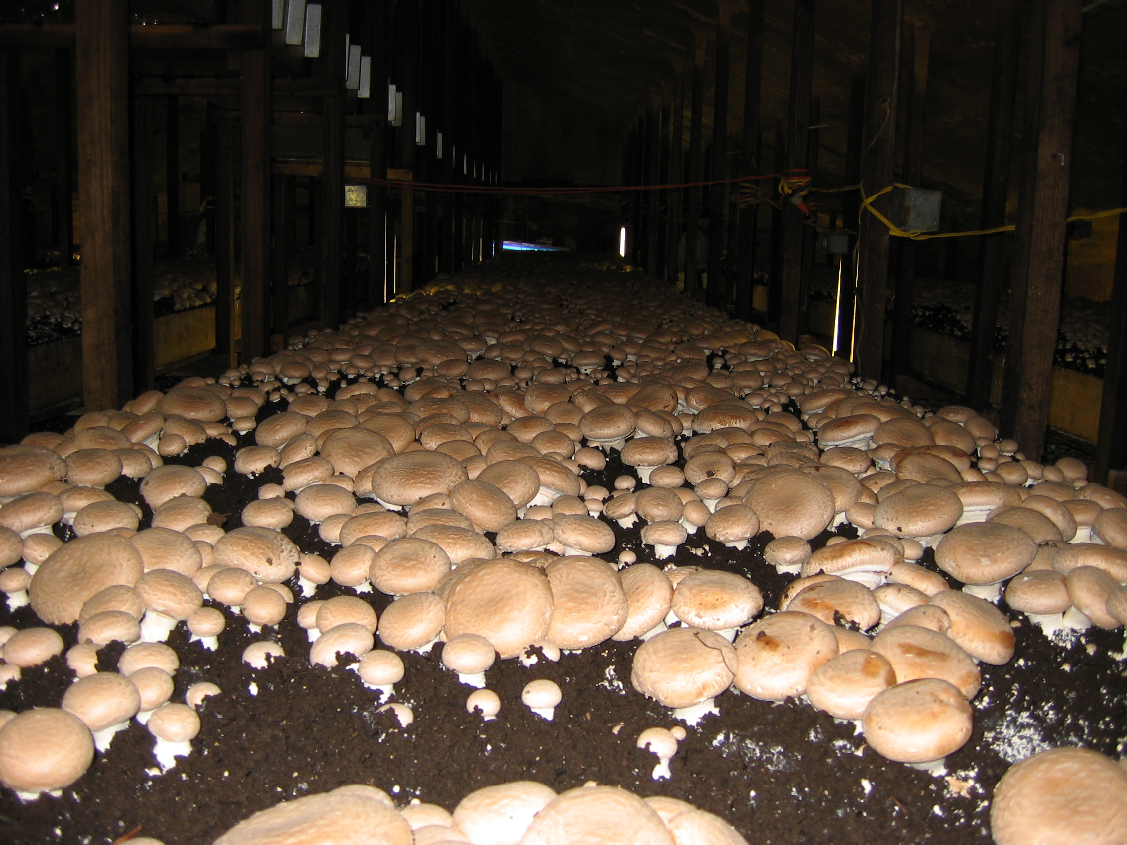 Home The Woodlands at Phillips fresh, local mushrooms & gifts