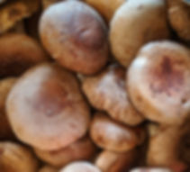 1 lb. Shiitake