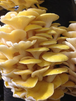 Yellow Oyster