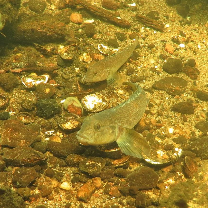 Schwarzmund-Grundeln Neogobius melanostomus
