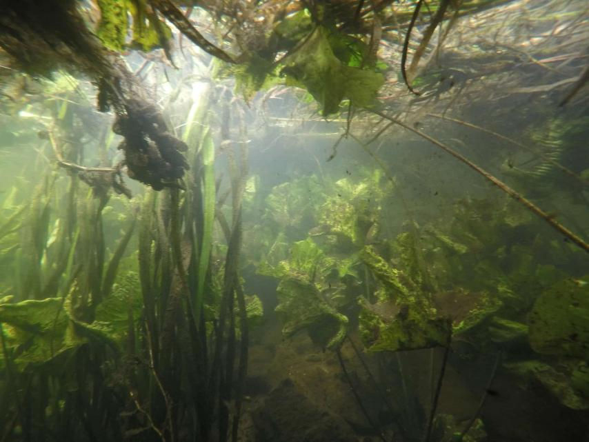 Unterwasserdschungel