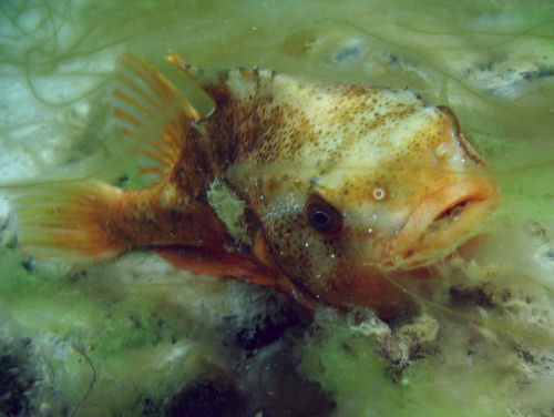 Seehase Cyclopterus lumpus