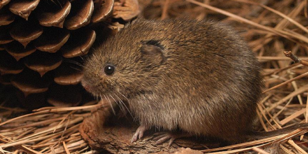 All About Voles