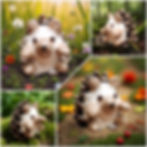 photocollage_2026141722847