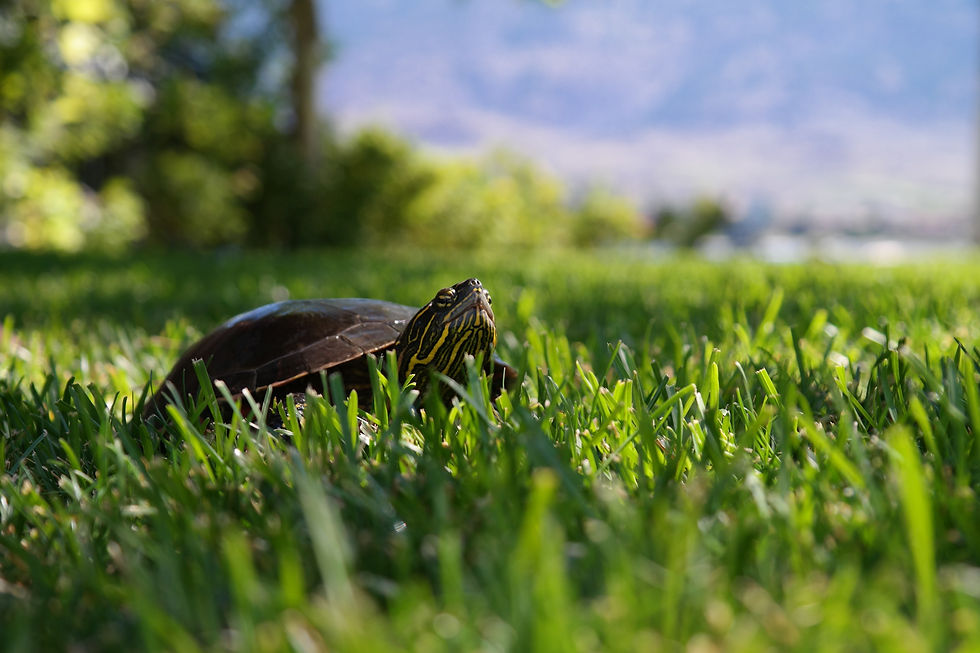 Überwinterung mediterraner Landschildkröten | Inkubatoren.ch