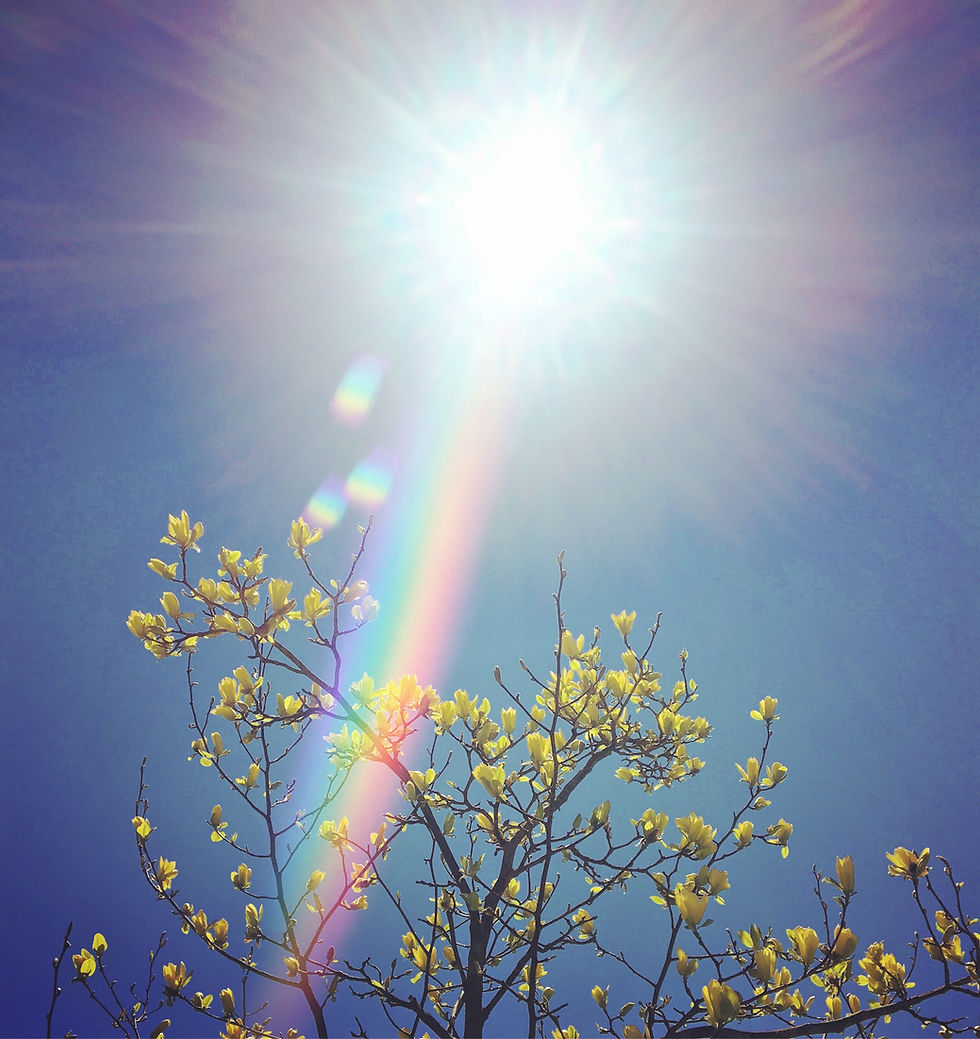 magnolia, sunshine, rainbow
