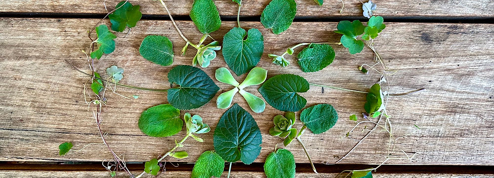 green leaves of different shapes are displayed in a mandala, or circle  pattern, representing reorganising your life in a more beautiful way