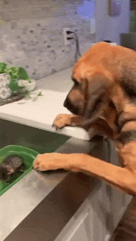 giphy-downsized-large.gif