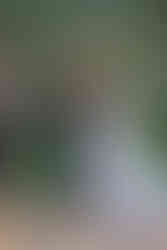 first kiss as husband and wife in Canmore wedding ceremony