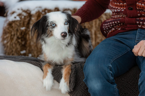 closeup of dog during family photos