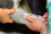 At the Caloundra Vet clinic we offer a range of diagnostic test for your pets.