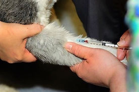 At the Caloundra Vet clinic we offer a range of diagnostic test for your pets.