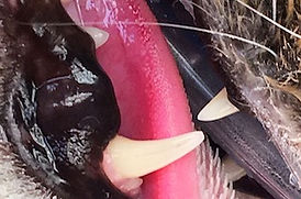 Dog photo after Dental scale and clean by Dr Colin Tedman at Caloundra Vet.