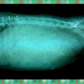 At Caloundra Vet our clinic performs X-ray imaging and other diagnostic testing.