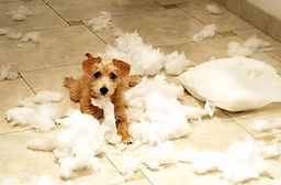 Cat and dog behavioural issues can be stressful. The Caloundra Vets can help.