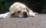 The Caloundra Vet team offers wellness exams for our older patients.