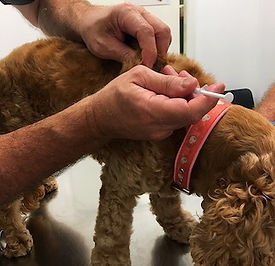 Dr Colin Tedman vaccinating a dog. Our Vet team perform a wide range of healthcare services.
