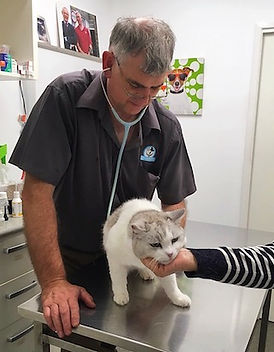 Cat Consultation health check at the vet clinic with Dr Colin Tedman of Caloundra Vet.