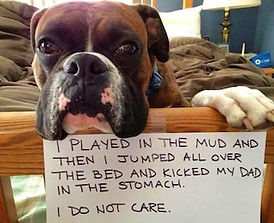The dog vets at Caloundra Vet Surgery can help you and your dog with any behavioural problems they have.