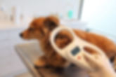 Vet scanning a dog for a microchip. One of the services we offer at our Sunshine Coast Vet location at Caloundra.