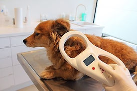 Vet scanning a dog for a microchip. One of the services we offer at our Sunshine Coast Vet location at Caloundra.