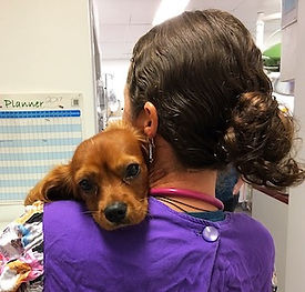 Post-operative dog care with Vet Nurse Cathy.