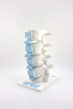 L2-S1 Anatomic Model