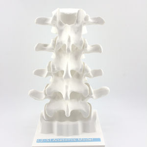l2-s1-anatomic-model-back-view