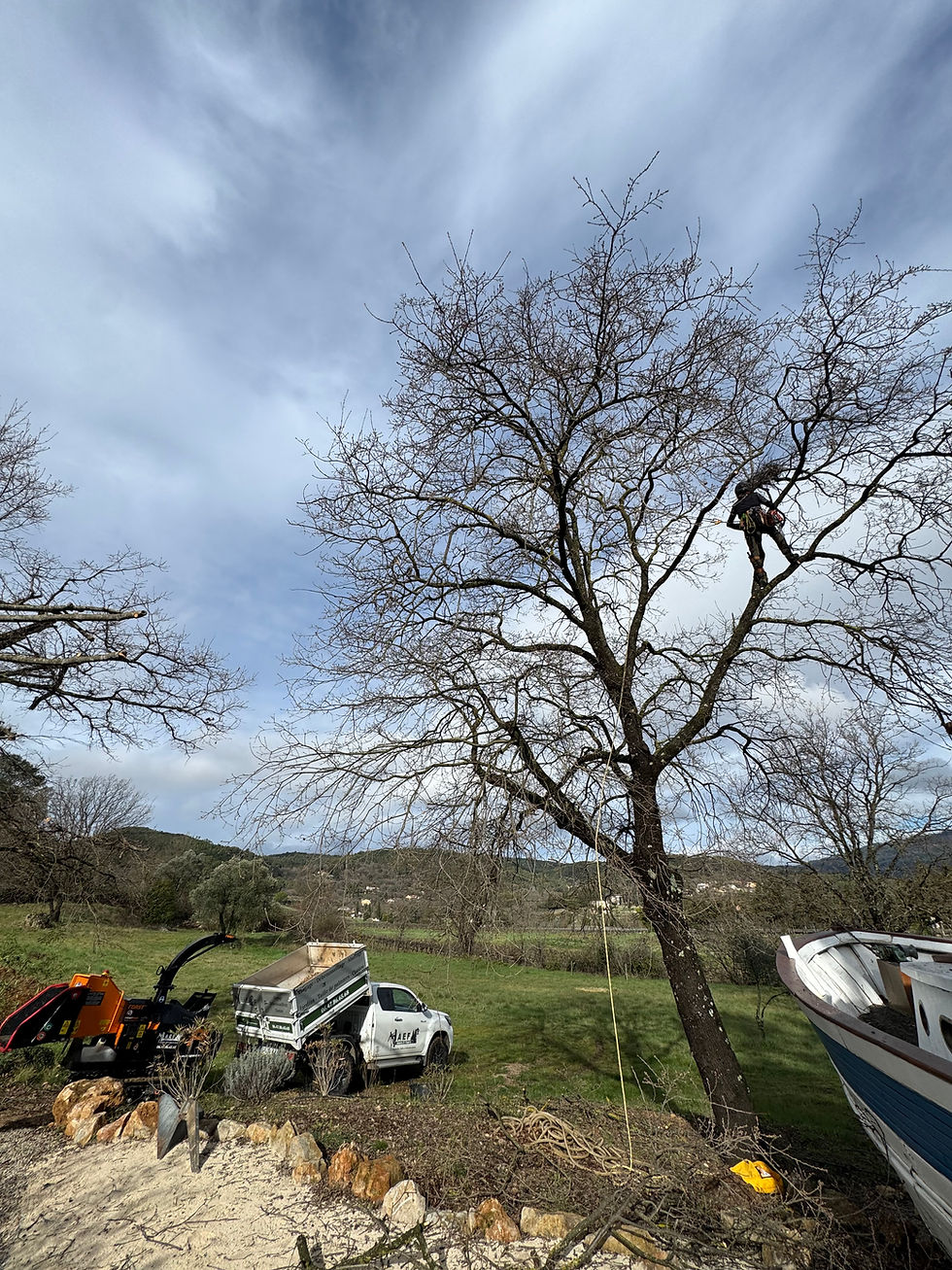 Quand élaguer un arbre ?