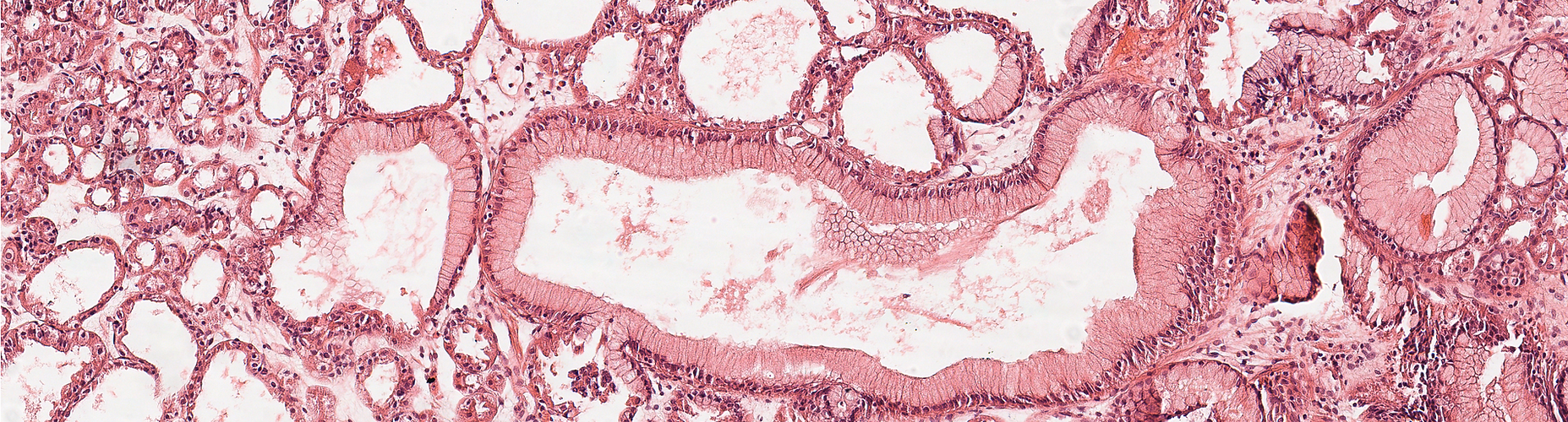 scientific publications microvisioneer manual slide scanning