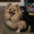 Simba.jpg