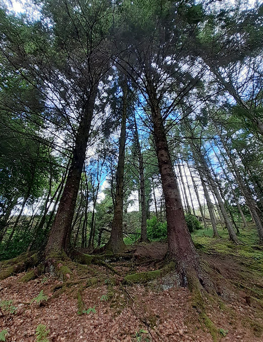 Stuart Anderson Therapy | Counselling & Psychotherapy