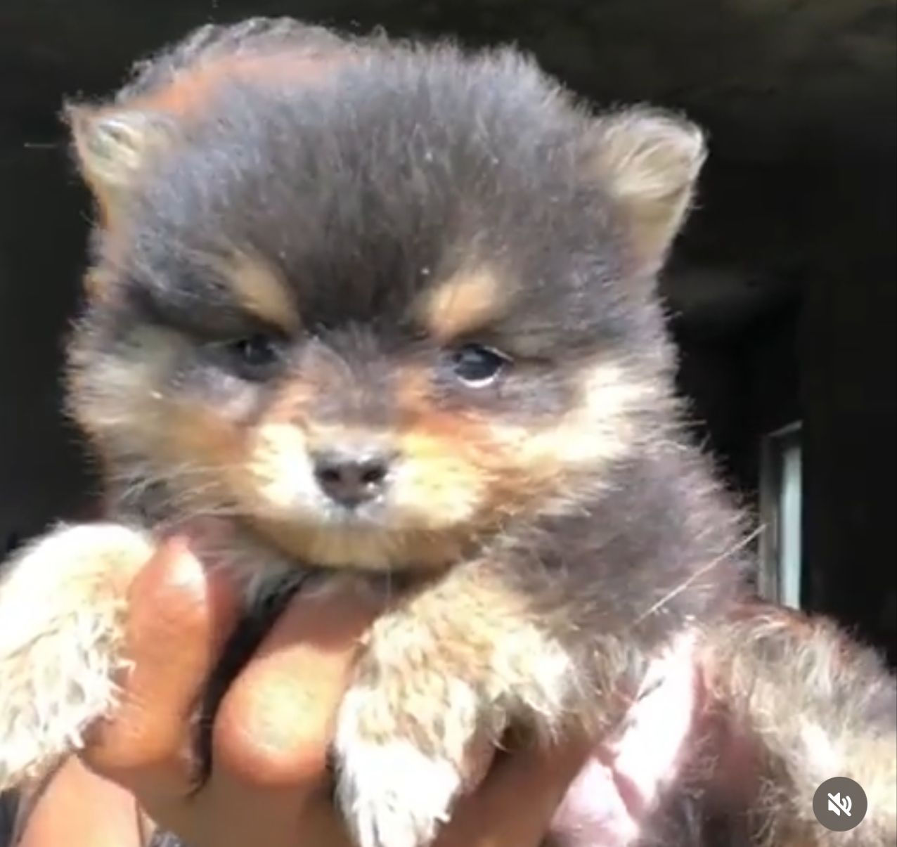 BLACK AND TAN POMERANIAN