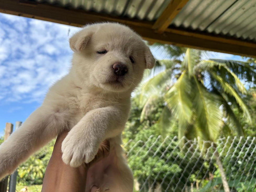 Thumbnail: Akita puppy