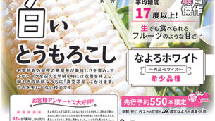 名寄の白いとうもろこし・黄色いとうもろこし恵味(めぐみ)