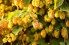 Hops ripe.jpg