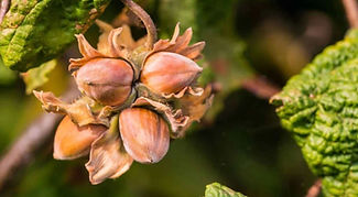 hazlenuts.jpg