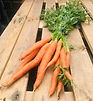 Carrots-Bunched-2.jpg