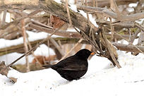 blackbird in winter.jpg