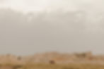RMP25816-Edit.jpg