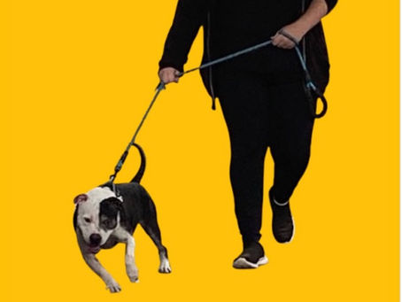 Reactive Dog Training: Why Your Dog Really Barks and Lunges on Walks