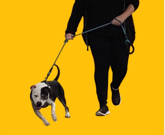 Reactive Dog Training: Why Your Dog Really Barks and Lunges on Walks