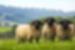 thumbnail_4A151B5F-A0F3-4C2F-B393-CCF95CDAFA58_edited.jpg