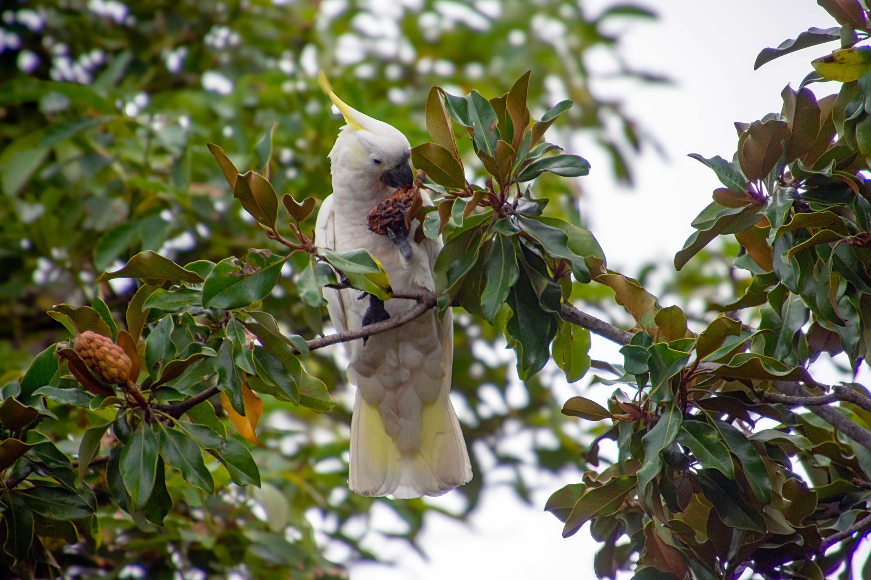 Australiana #045