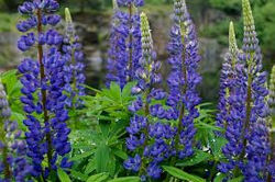 lupine blue