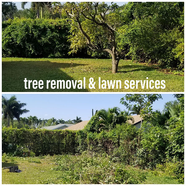 Lawn care, lawn maintenece, tree removal in south florida
