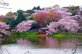三ッ池公園桜