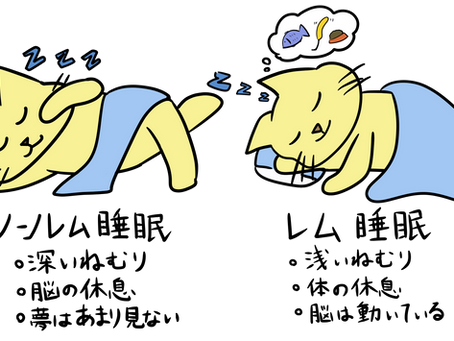 ノム、ノンノム睡眠